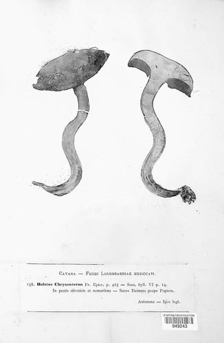Xerocomellus chrysenteron image